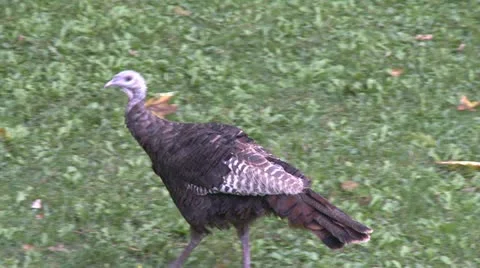 Wild turkey Stock-Footage 12191116