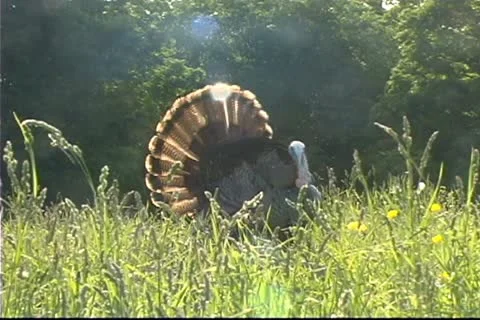 Wild Turkey Stock Footage 12295416