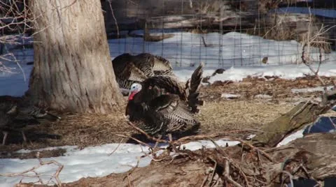 Wild Turkey Stock Footage 21613965