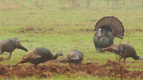 Wild Turkey Stock Footage 47974533