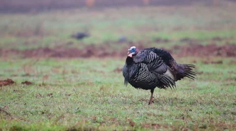 Wild Turkey Видео 47982530