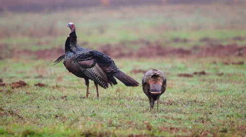 Wild Turkey Stock Footage 47982697