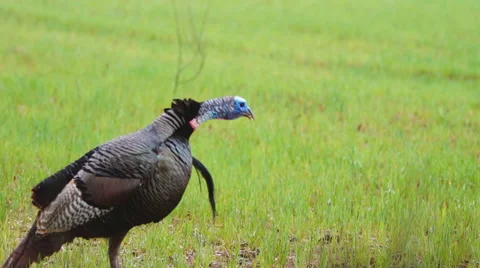 Wild Turkey 库存影片 48846370