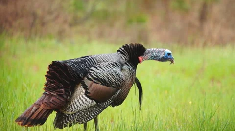 Wild Turkey Stock Footage 48846552
