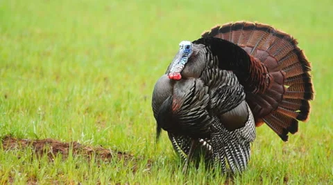 Wild Turkey Stock Footage 48846555
