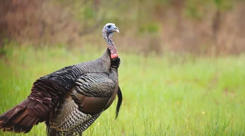 Wild Turkey Vidéo 48915961