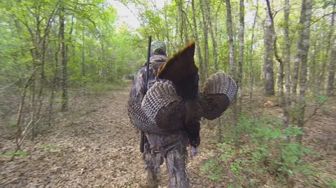 Wild Turkey Stock Footage 49089381