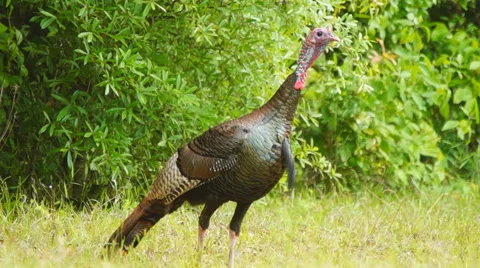 Wild Turkey Stock Footage 49638109