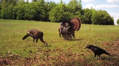 Wild Turkey Stock Footage 49699505
