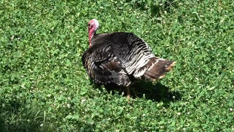 Wild Turkey Stock Footage 108512098