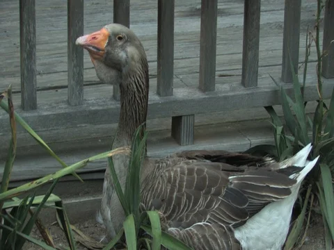 Wild Turkey Stock Footage 128544454