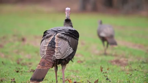 Wild Turkey Stock Footage 166902093