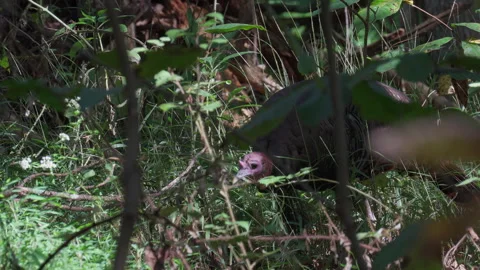 Wild turkey foraging and pecking in green forest grass, static shot Stock Footage 346730551