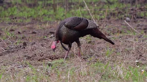 Wild Turkey Foraging Stock Footage 120093363