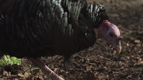 Wild turkey foraging on forest floor in natural light Stock Footage 310940558