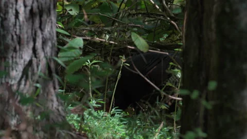 Wild turkey foraging framed between two tree trunks, static tripod shot Stock Footage 346732372