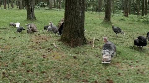 Wild turkey in the forest, driving point of view Stock Footage 111717498