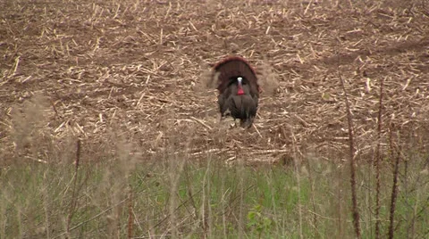 Wild Turkey Full Strutting Stock Footage 25301916