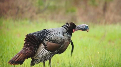 Wild Turkey Gobble Stock Footage 48916315