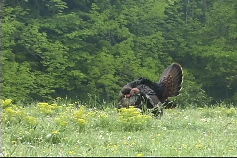 Wild turkey gobbleing Stock Footage 98387