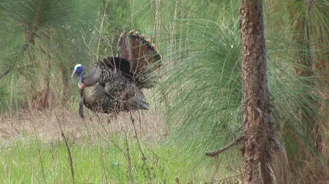 Wild Turkey Gobbler 動画素材 996535