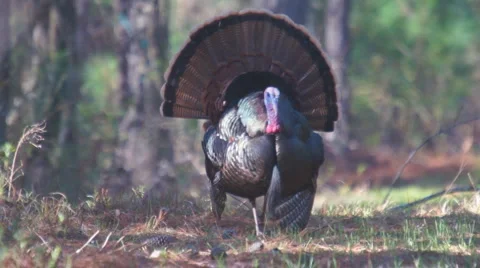 Wild Turkey Gobbler Stock Footage 1239960