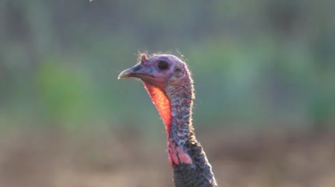 Wild Turkey Gobbler 스톡 동영상 10890628