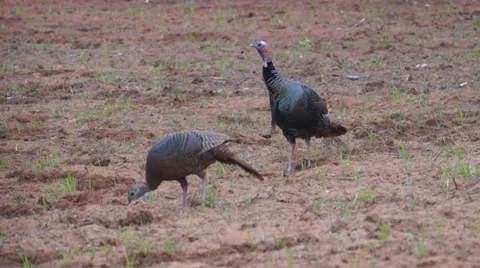 Wild Turkey Gobbler Stock Footage 10901689