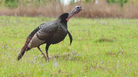 Wild Turkey Gobbler Stock Footage 36992614