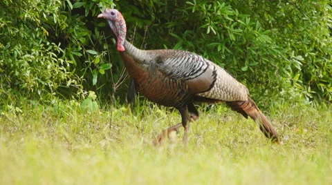 Wild Turkey Gobbler Stock Footage 49638403