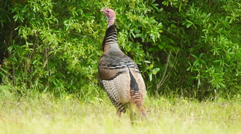 Wild Turkey Gobbler Stock Footage 49639154