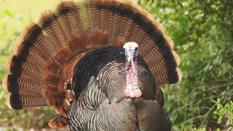 Wild Turkey Gobbler Stock-Footage 107347405
