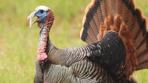 Wild Turkey Gobbler Video stock 107350383