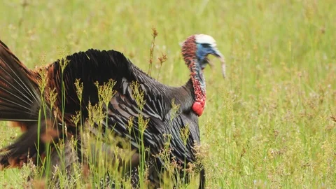 Wild Turkey Gobbler Vidéo 107794710