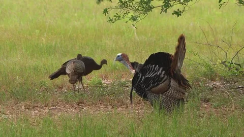 Wild Turkey Gobbler Stock Footage 107799872