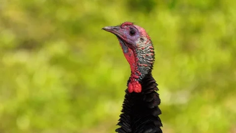 Wild Turkey Gobbler Stock-Footage 129173462