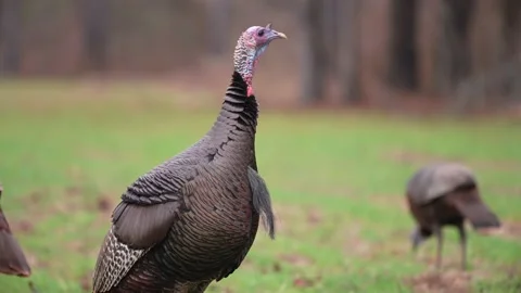 Wild Turkey Gobbler Stock-Footage 166902024