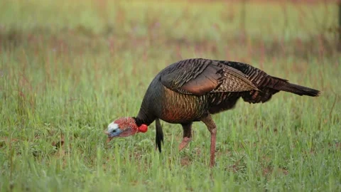 Wild Turkey Gobbler 库存影片 237541164