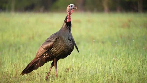 Wild Turkey Gobbler Stock Footage 237541326