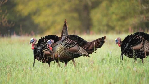 Wild Turkey Gobbler Stock Footage 237542494