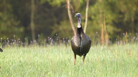 Wild Turkey Gobbler Stock Footage 237567804