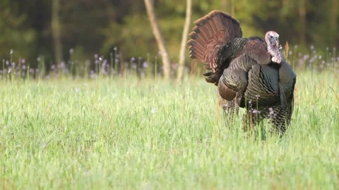 Wild Turkey Gobbler Stock Footage 237568185