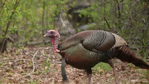 Wild Turkey Gobbler Stock Footage 238041584