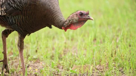 Wild Turkey Gobbler Stock Footage 238043376
