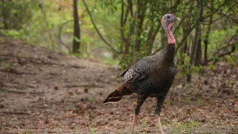 Wild Turkey Gobbler Stock Footage 238043399
