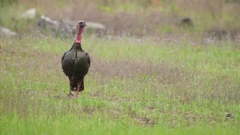Wild Turkey Gobbler Stock Footage 238044031