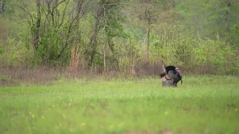 Wild Turkey Gobbler Stock Footage 238045268