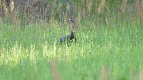 Wild Turkey Gobbler Video stock 240048715