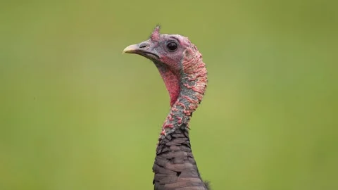 Wild Turkey Gobbler Stock Footage 253135259