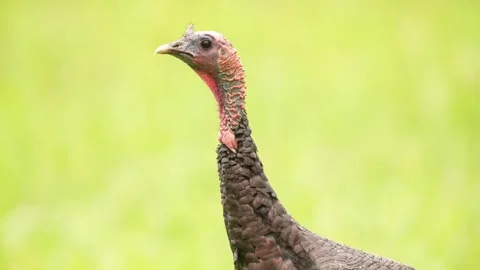 Wild Turkey Gobbler Stock-Footage 253135277